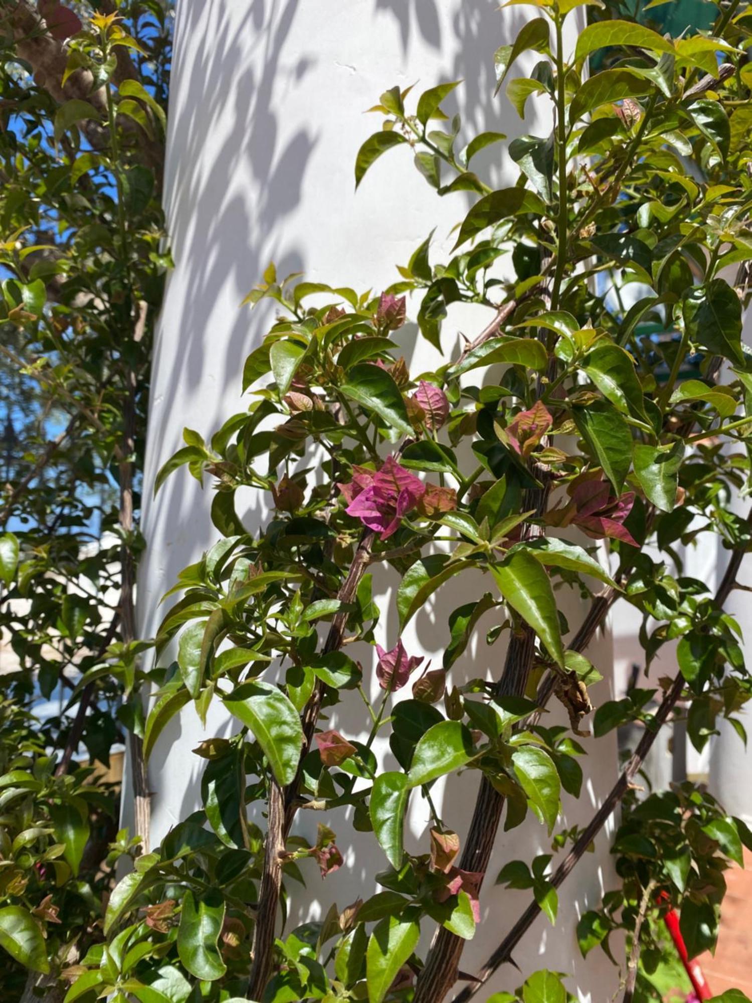 B&B La Ciammurrella Anacapri  Ngoại thất bức ảnh
